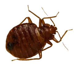 ágyi poloska irtás szeged