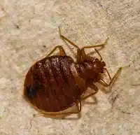 ágyi poloska irtás szeged