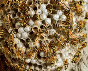 darázsirtás szeged