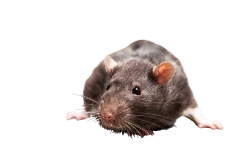 patkányirtás szeged