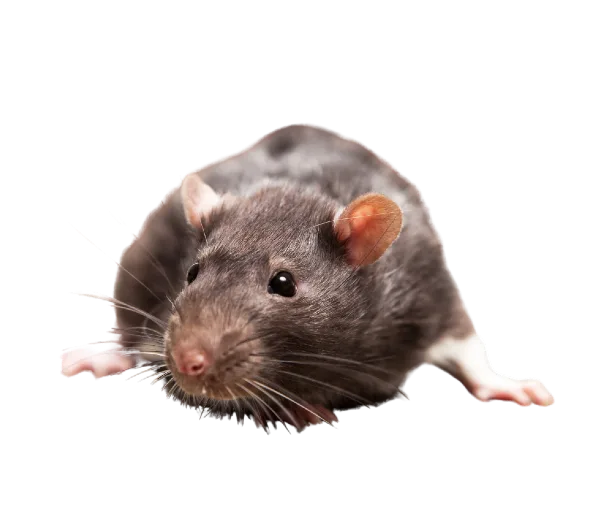 patkányirtás szeged