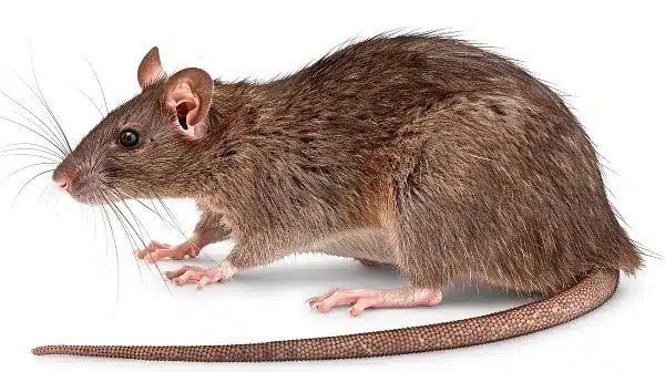 SOS patkányirtás szeged